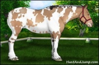 Horse Color:White Spotted Amber Champagne 