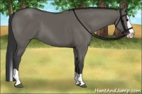 Horse Color:Grullo Splash 