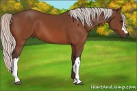 Horse Color:Silver Bay 