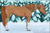 Horse Color:Chestnut Tobiano 