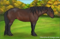Horse Color:Bay Rabicano