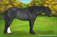 Horse Color:Black Rabicano 