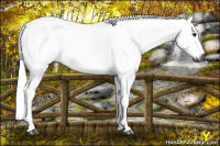 Horse Color:Gray Buckskin 
