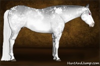 Horse Color:Silver Bay Chinchilla Sabino 