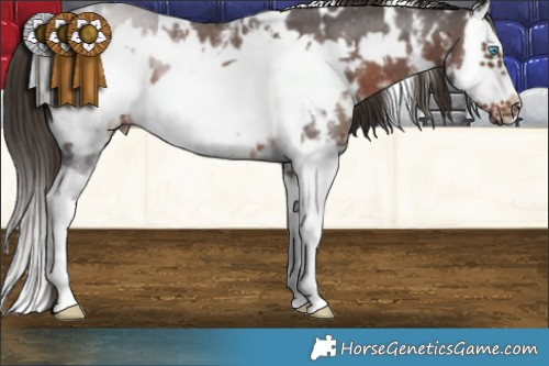 Horse Color:White Spotted Liver Chestnut Sabino Splash Frame 