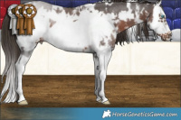 Horse Color:White Spotted Liver Chestnut Sabino Splash Frame