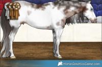 Horse Color:White Spotted Liver Chestnut Sabino Splash Frame 