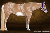 Horse Color:White Spotted Chestnut Sabino Frame 