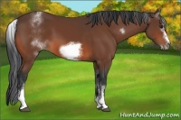 Horse Color:White Spotted Bay Sabino Frame 