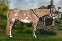 Horse Color:White Spotted Chestnut Sabino Frame