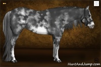 Horse Color:White Spotted Black Sabino Frame