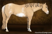 Horse Color:White Spotted Gold Champagne Sabino Frame