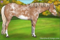 Horse Color:White Spotted Chestnut Sabino Frame