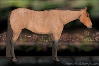 Horse Color:Bay Roan Brindle