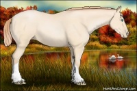 Horse Color:Buckskin Pearl 