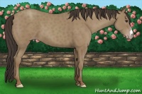 Horse Color:Classic Champagne 