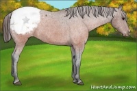 Horse Color:Brown Appaloosa 