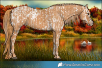 Horse Color:Brown Mushroom Appaloosa  Brindle