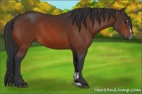Horse Color:Bay Sabino