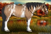 Horse Color:White Spotted Bay Dun Rabicano