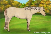 Horse Color:Palomino Roan Dun 