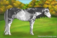 Horse Color:Black Sabino Splash