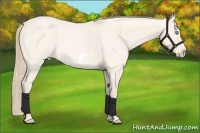 Horse Color:Perlino Roan Frame 