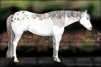 Horse Color:White Spotted Bay Sabino Splash Appaloosa 