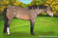 Horse Color:Buckskin Rabicano 