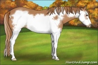 Horse Color:Chestnut Sabino Splash Frame 