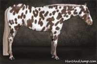 Horse Color:Liver Chestnut Appaloosa