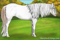 Horse Color:Amber Champagne Appaloosa