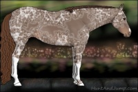 Horse Color:Liver Chestnut Ice 