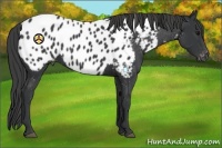 Horse Color:Black Appaloosa 