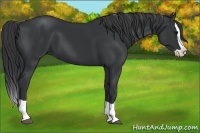 Horse Color:Black Splash 