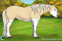 Horse Color:Palomino Roan Splash