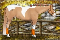 Horse Color:Gold Champagne Splash Tobiano 