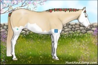 Horse Color:Red Dun Pearl Splash