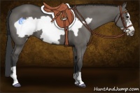 Horse Color:Grullo Frame