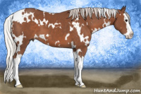 Horse Color:White Spotted Silver Black Splash