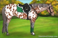 Horse Color:Bay Appaloosa