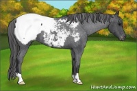 Horse Color:Blue Roan Appaloosa
