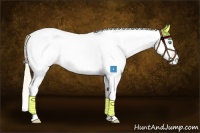 Horse Color:White Spotted Gold Cream Champagne