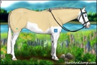 Horse Color:Palomino Dun Splash 