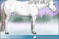 Horse Color:Brown Appaloosa 