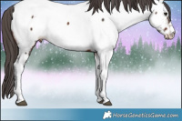 Horse Color:Brown Appaloosa 