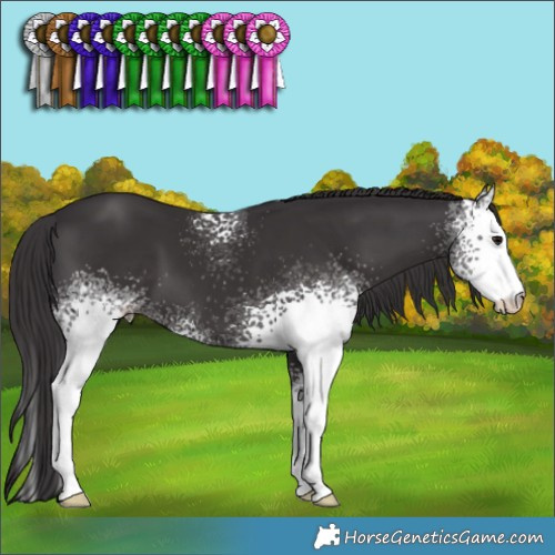 Horse Color:White Spotted Smoky Black 