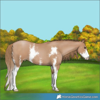 Horse Color:Black Pearl Sabino