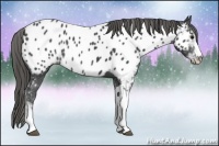 Horse Color:Smoky Black Sabino Near Leopard Rabicano 
