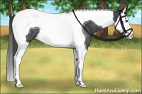 Horse Color:Smoky Black Splash Tobiano Rabicano